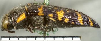 Media type: image;   Entomology 8022 Aspect: habitus lateral view